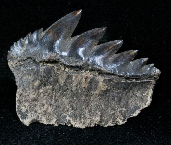 Fossil Cow Shark (Notorynchus) Tooth - South Carolina #12955